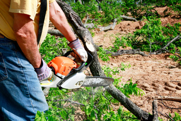 Reliable Hamburg, NJ Tree Service Solutions